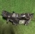 Фара левая Ford Explorer 2020-н.в. LB5Z 13008 AM ; LB5B 13035 BF ; MB5Z 13008 AW ; LB5B 13035 BG Фара левая Ford Explorer 2020-н.в. LB5Z 13008 AM ; LB5B 13035 BF ; MB5Z 13008 AW ; LB5B 13035 BG